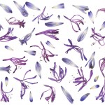 A variety of sizes of agapanthus blooms scatter in the wind.